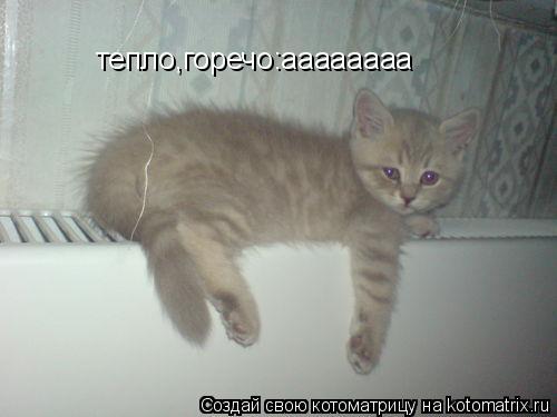 тепло,горечо:аааааааа... Котоматрица: тепло,горечо:аааааааа