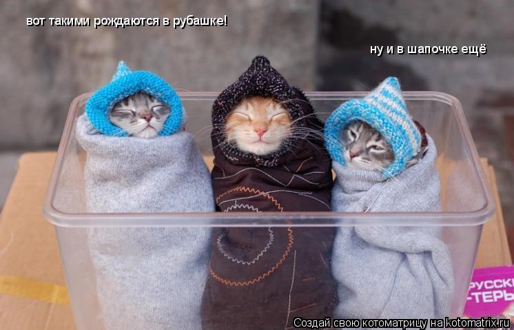 ну и в шапочке ещё вот такими рождаются в рубашке!... Котоматрица: ну и в шапочке ещё вот такими рождаются в рубашке!