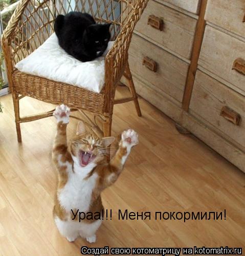 Ураа!!! Меня покормили!... Котоматрица: Ураа!!! Меня покормили!