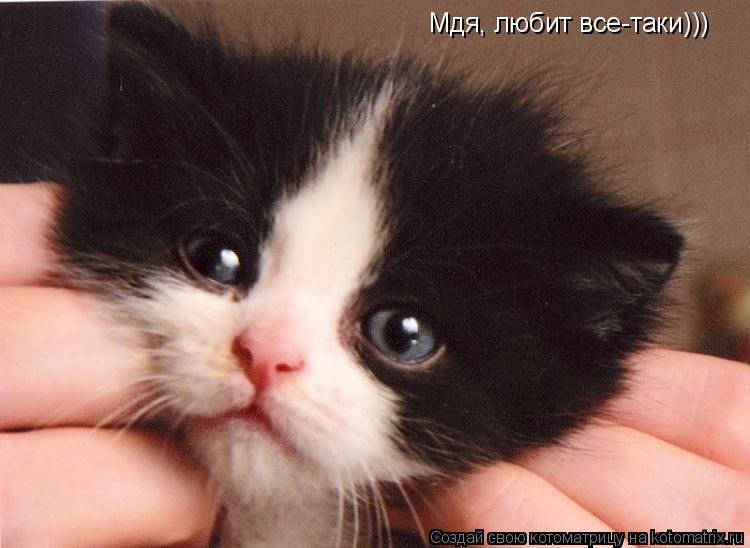 Мдя, любит все-таки)))... Котоматрица: Мдя, любит все-таки)))