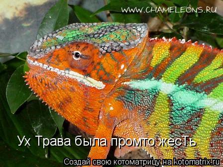 Ух Трава была промто жесТь... Котоматрица: Ух Трава была промто жесТь