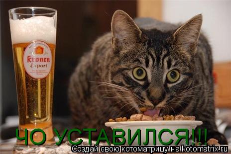 ЧО УСТАВИЛСЯ!!!... Котоматрица: ЧО УСТАВИЛСЯ!!!