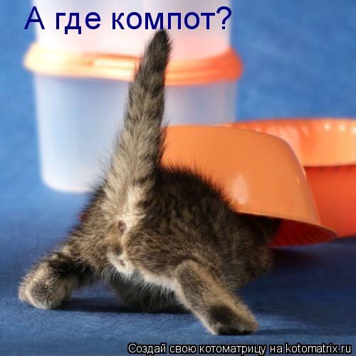 А где компот?... Котоматрица: А где компот?