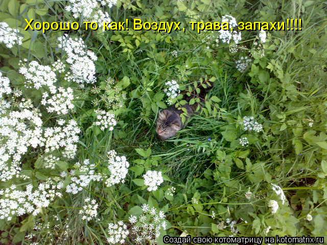 Хорошо то как! Воздух, трава, запахи!!!!... Котоматрица: Хорошо то как! Воздух, трава, запахи!!!!