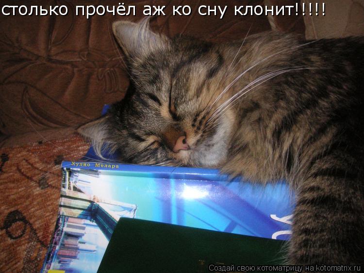 столько прочёл аж ко сну клонит!!!!!... Котоматрица: столько прочёл аж ко сну клонит!!!!!