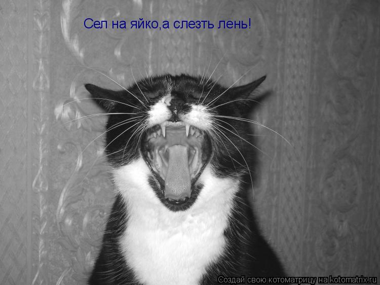 Сел на яйко,а слезть лень!... Котоматрица: Сел на яйко,а слезть лень!
