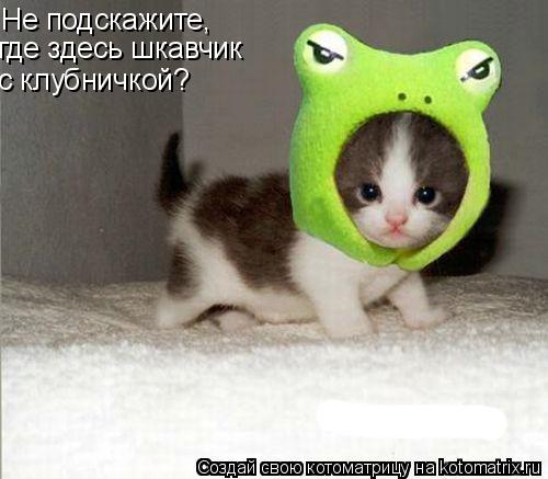 Не подскажите, Не подскажите, где здесь шкавчик с клубничкой?... Котоматрица: Не подскажите, Не подскажите, где здесь шкавчик с клубничкой?