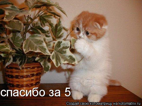 спасибо за 5... Котоматрица: спасибо за 5