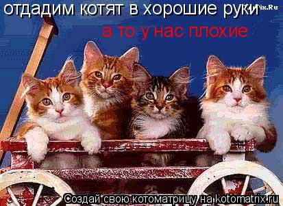 отдадим котят в хорошие руки а то у нас плохие... Котоматрица: отдадим котят в хорошие руки а то у нас плохие