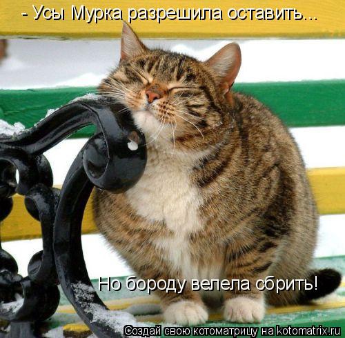 - Усы Мурка разрешила оставить... Но бороду велела сбрить!... Котоматрица: - Усы Мурка разрешила оставить... Но бороду велела сбрить!