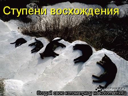 Котоматрица: Ступени восхождения