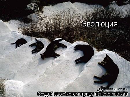 Эволюция... Котоматрица: Эволюция