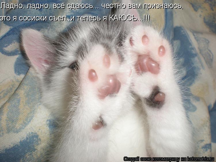 Ладно, ладно, всё сдаюсь... честно вам признаюсь, это я сосиски съел..и теперь я КАЮСЬ...!!!... Котоматрица: Ладно, ладно, всё сдаюсь... честно вам признаюсь, это я сосиски съел..и теперь я КАЮСЬ...!!!