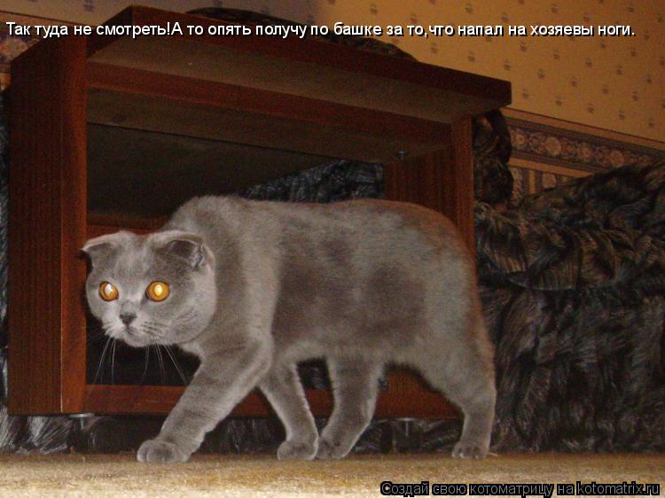 Так туда не смотреть!А то опять получу по башке за то,что напал на хозяевы ноги.... Котоматрица: Так туда не смотреть!А то опять получу по башке за то,что напал на хозяевы ноги.