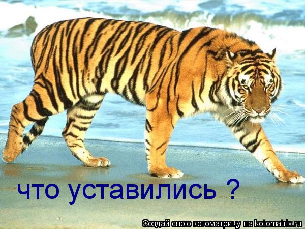 что уставились ?... Котоматрица: что уставились ?