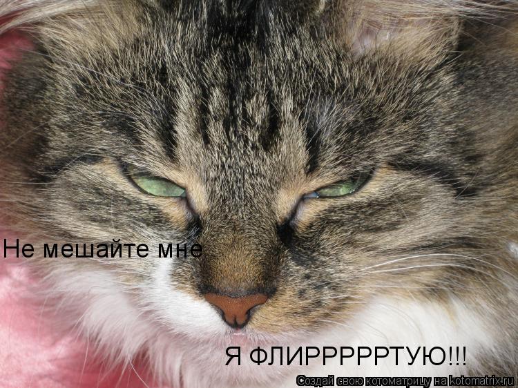 Не мешайте мне Я ФЛИРРРРРТУЮ!!!... Котоматрица: Не мешайте мне Я ФЛИРРРРРТУЮ!!!