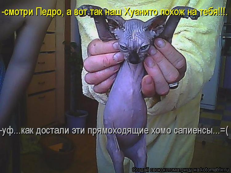-смотри Педро, а вот так наш Хуанито похож на тебя!!!. -уф...как достали эти прямоходящие хомо сапиен... Котоматрица: -смотри Педро, а вот так наш Хуанито похож на тебя!!!. -уф...как достали эти прямоходящие хомо сапиенсы...=(