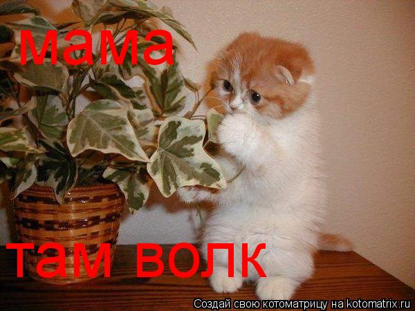 мама там волк... Котоматрица: мама там волк