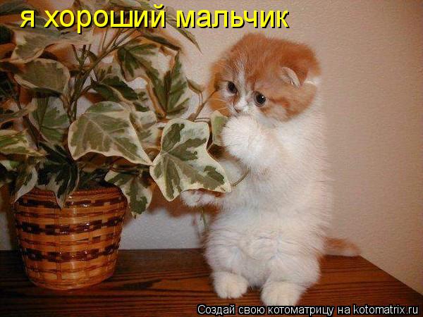 я хороший мальчик... Котоматрица: я хороший мальчик
