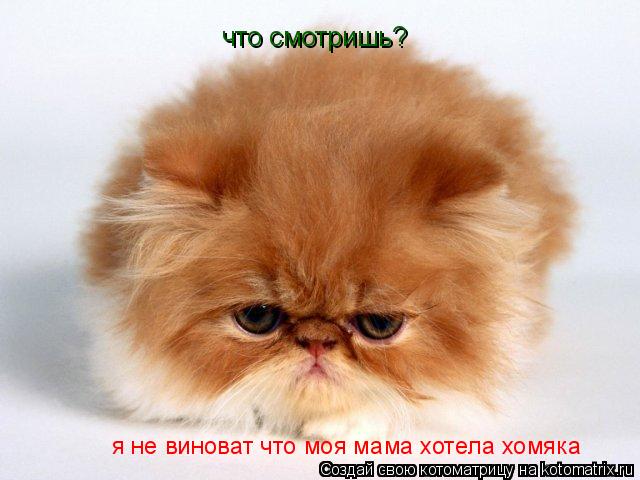 что смотришь? я не виноват что моя мама хотела хомяка... Котоматрица: что смотришь? я не виноват что моя мама хотела хомяка
