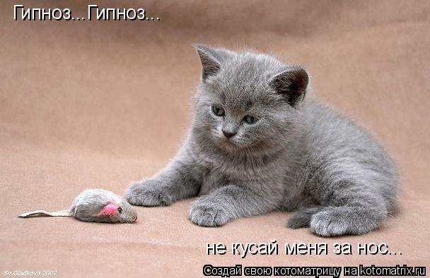 Гипноз...Гипноз... не кусай меня за нос...... Котоматрица: Гипноз...Гипноз... не кусай меня за нос...