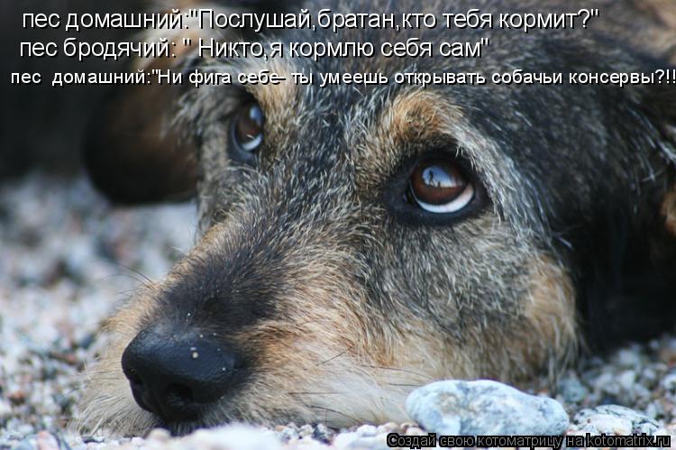 пес домашний:"Послушай,братан,кто тебя кормит?" пес бродячий: " Никто,я кормлю себя сам" пес домашни... Котоматрица: пес домашний:"Послушай,братан,кто тебя кормит?" пес бродячий: " Никто,я кормлю себя сам" пес домашний:"Ни фига себе- ты умеешь открывать собач