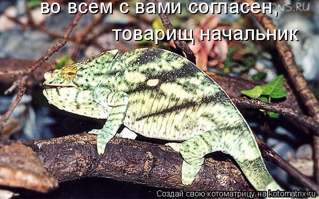 во всем с вами согласен, товарищ начальник во всем с вами согласен, товарищ начальник... Котоматрица: во всем с вами согласен, товарищ начальник во всем с вами согласен, товарищ начальник
