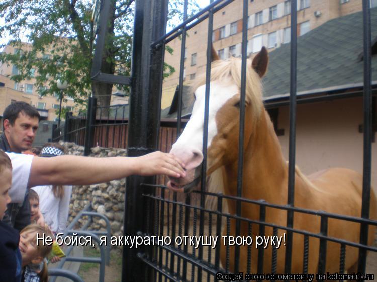 Не бойся, я аккуратно откушу твою руку!... Котоматрица: Не бойся, я аккуратно откушу твою руку!