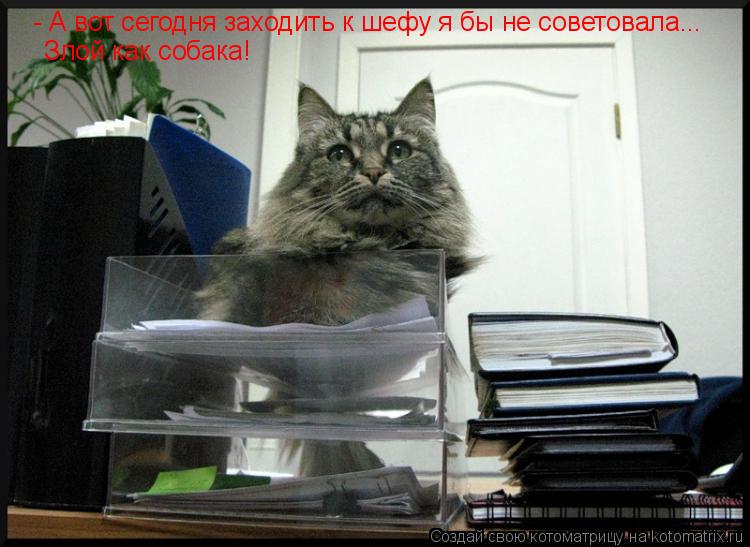 - А вот сегодня заходить к шефу я бы не советовала... Злой как собака!... Котоматрица: - А вот сегодня заходить к шефу я бы не советовала... Злой как собака!