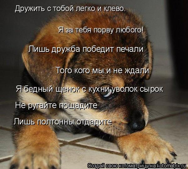 Лишь дружба победит печали Того кого мы и не ждали Я бедный щенок с кухни уволок сырок Не ругайте пощ... Котоматрица: Лишь дружба победит печали Того кого мы и не ждали Я бедный щенок с кухни уволок сырок Не ругайте пощадите Лишь полтонны отдадите