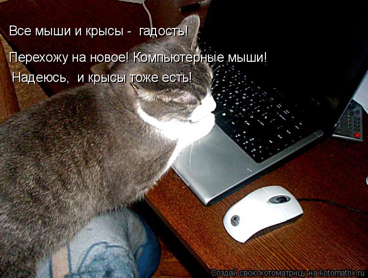 Все мыши и крысы - гадость! Перехожу на новое! Компьютерные мыши! Надеюсь, и крысы тоже есть!... Котоматрица: Все мыши и крысы - гадость! Перехожу на новое! Компьютерные мыши! Надеюсь, и крысы тоже есть!