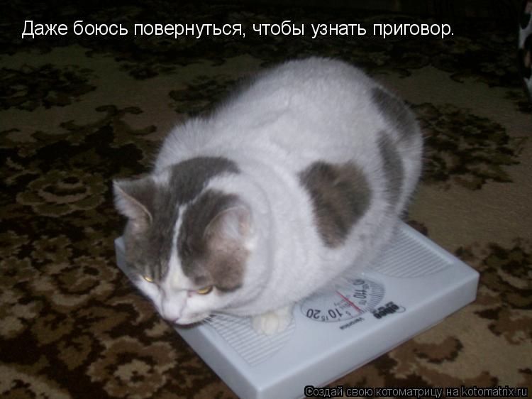 Даже боюсь повернуться, чтобы узнать приговор.... Котоматрица: Даже боюсь повернуться, чтобы узнать приговор.