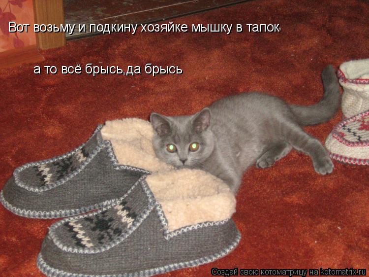 Вот возьму и подкину хозяйке мышку в тапок , а то всё брысь,да брысь... Котоматрица: Вот возьму и подкину хозяйке мышку в тапок , а то всё брысь,да брысь