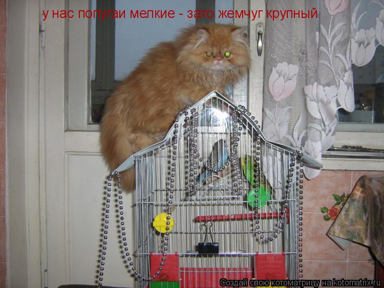 у нас попугаи мелкие - зато жемчуг крупный... Котоматрица: у нас попугаи мелкие - зато жемчуг крупный