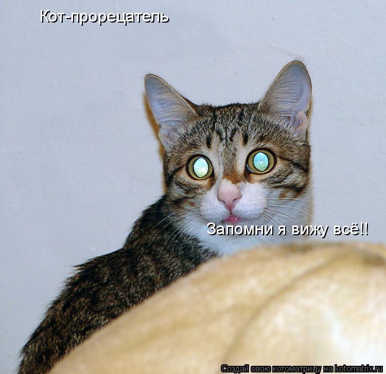 Кот-прорецатель Запомни я вижу всё!!... Котоматрица: Кот-прорецатель Запомни я вижу всё!!