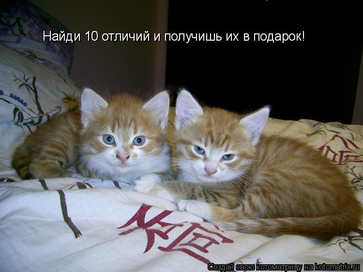 Найди 10 отличий и получишь их в подарок!... Котоматрица: Найди 10 отличий и получишь их в подарок!