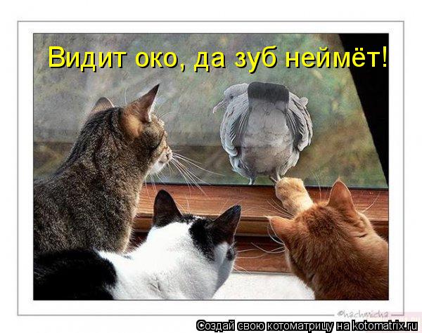 Видит око, да зуб неймёт!... Котоматрица: Видит око, да зуб неймёт!