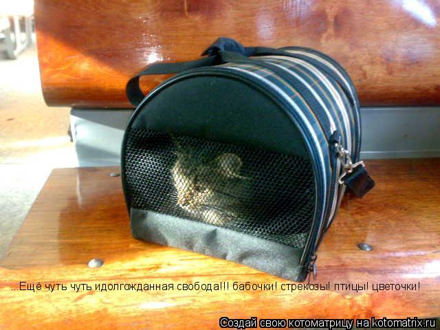 ...Ещё чуть чуть идолгожданная свобода!!! бабочки! стрекозы! птицы! цветочки!... Котоматрица: ...Ещё чуть чуть идолгожданная свобода!!! бабочки! стрекозы! птицы! цветочки!