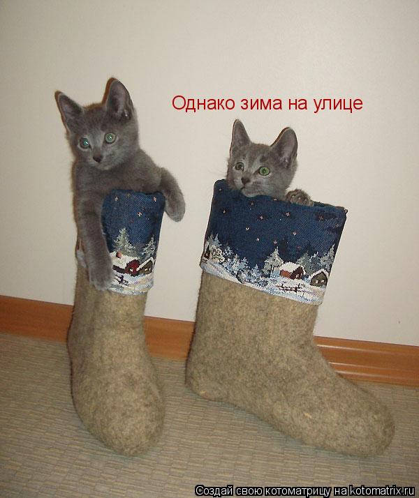 Однако зима на улице... Котоматрица: Однако зима на улице