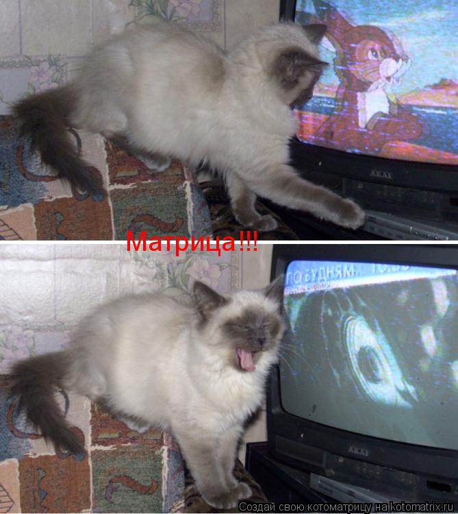 Матрица!!!... Котоматрица: Матрица!!!