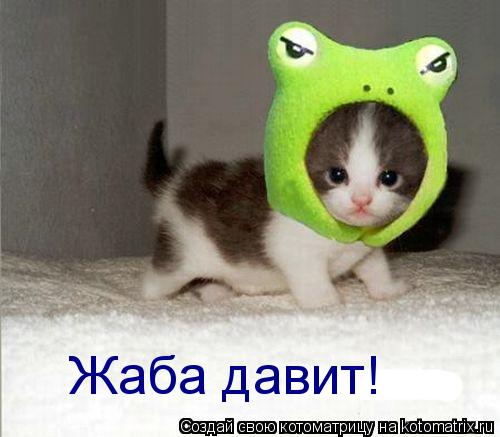Жаба давит!... Котоматрица: Жаба давит!