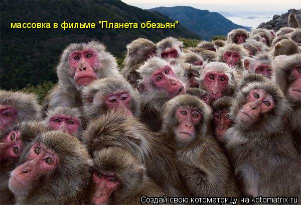 массовка в фильме "Планета обезьян"... Котоматрица: массовка в фильме "Планета обезьян"