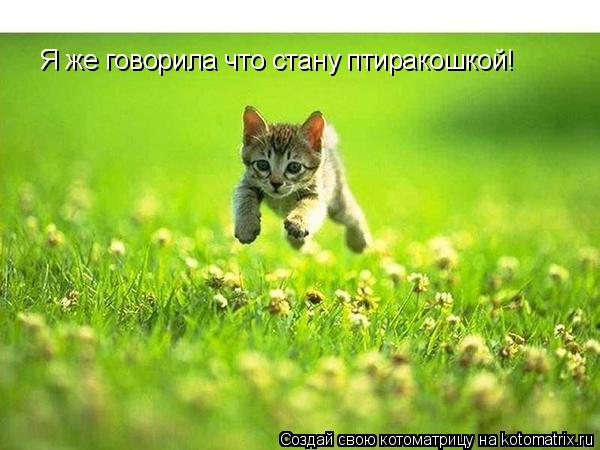 Я же говорила что стану птиракошкой!... Котоматрица: Я же говорила что стану птиракошкой!