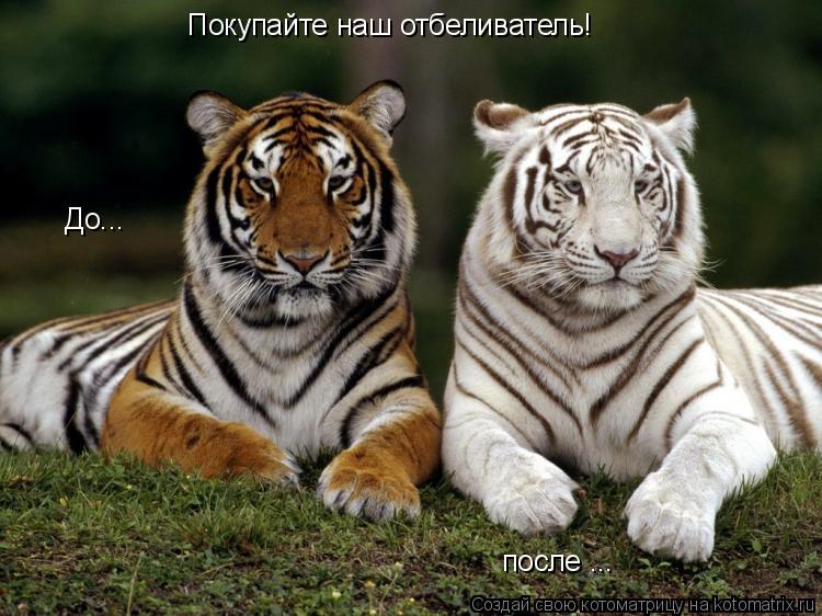До... после ... Покупайте наш отбеливатель!... Котоматрица: До... после ... Покупайте наш отбеливатель!