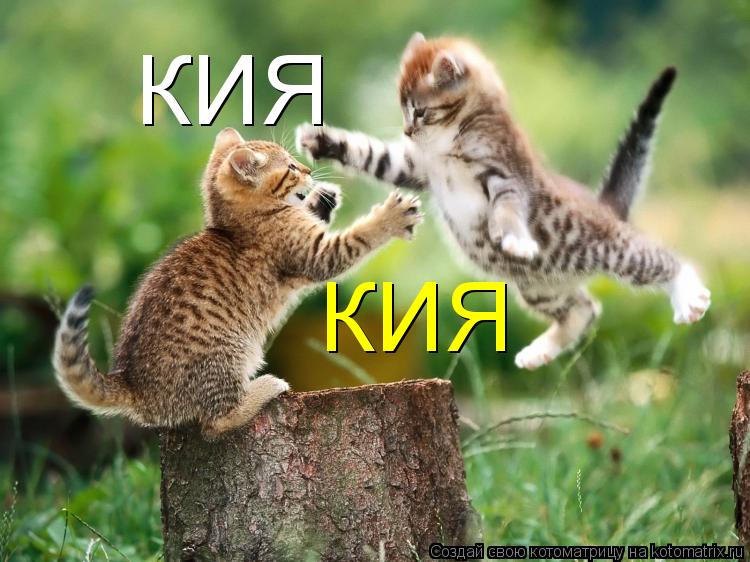 КИЯ КИЯ... Котоматрица: КИЯ КИЯ
