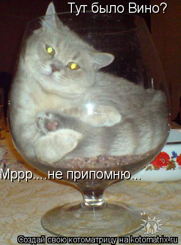 Тут было Вино? Мррр....не припомню...... Котоматрица: Тут было Вино? Мррр....не припомню...