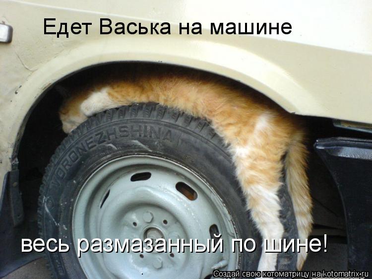 Едет Васька на машине весь размазанный по шине!... Котоматрица: Едет Васька на машине весь размазанный по шине!