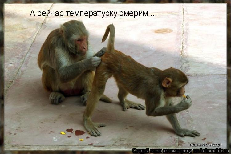 А сейчас температурку смерим....... Котоматрица: А сейчас температурку смерим....