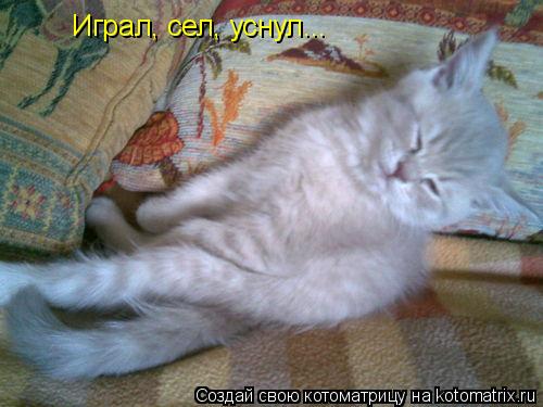 Играл, сел, уснул...... Котоматрица: Играл, сел, уснул...