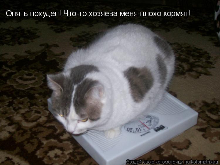 Опять похудел! Что-то хозяева меня плохо кормят!... Котоматрица: Опять похудел! Что-то хозяева меня плохо кормят!